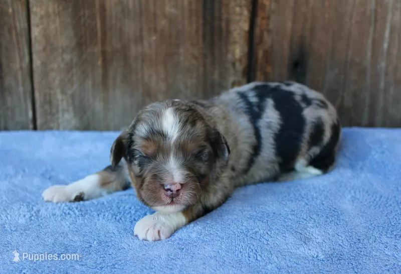Jagger, a male Miniature Aussiedoodle for sale in Weir, MS – 1 of 6