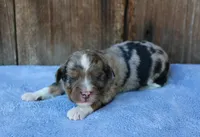 Jagger, a male Miniature Aussiedoodle for sale in Weir, MS – 1 of 6