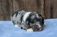 Jordi, a male Miniature Aussiedoodle for sale in Weir, MS – 2 of 4