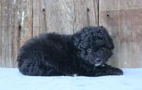 Elton (toy), a male Miniature Aussiedoodle for sale in Weir, MS – 3 of 3