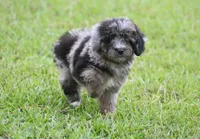 Aspen (toy), a male Miniature Aussiedoodle for sale in Weir, MS – 3 of 3