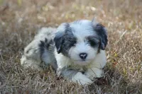 Bryn, a female Miniature Aussiedoodle for sale in Weir, MS – Photo 2 of 3