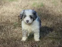 Bryn, a female Miniature Aussiedoodle for sale in Weir, MS – Photo 3 of 3
