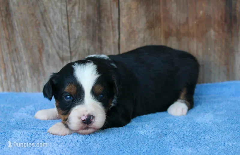 Kadin – Miniature Aussiedoodle puppy for sale in Weir, MS