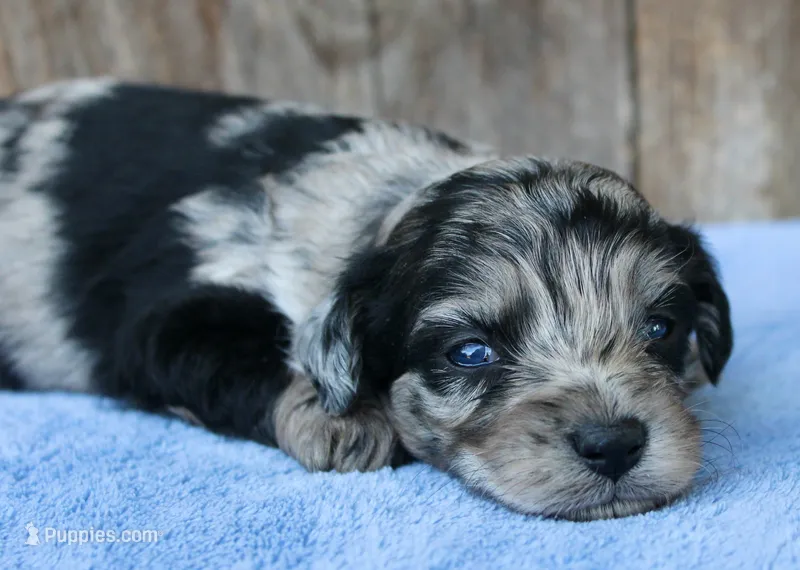Chrissy (Toy) – Miniature Aussiedoodle puppy for sale in Weir, MS