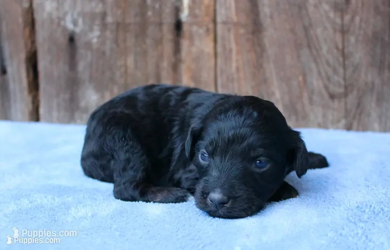 Jake – Miniature Aussiedoodle puppy for sale in Weir, MS