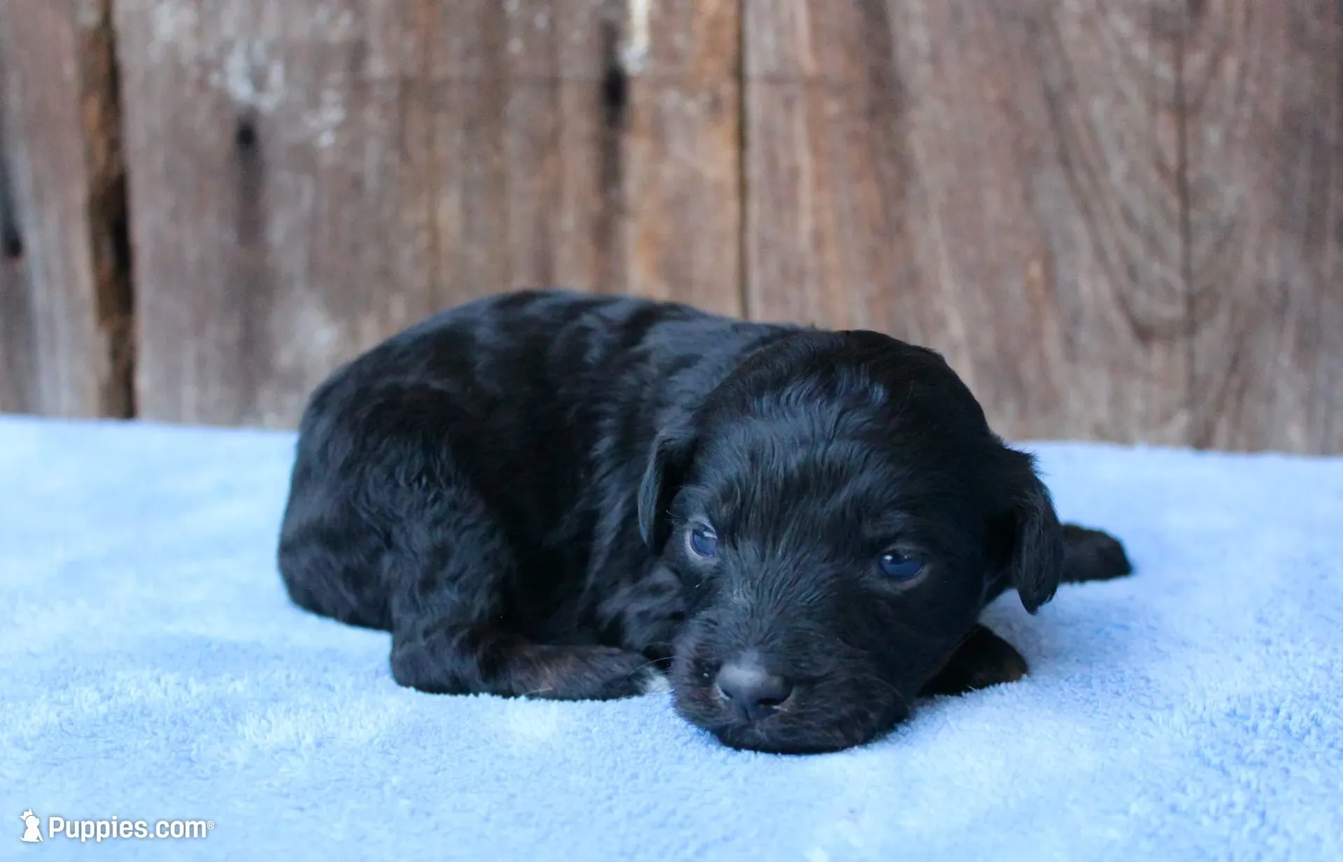 Jake, a male Miniature Aussiedoodle for sale in Weir, MS – 1 of 4