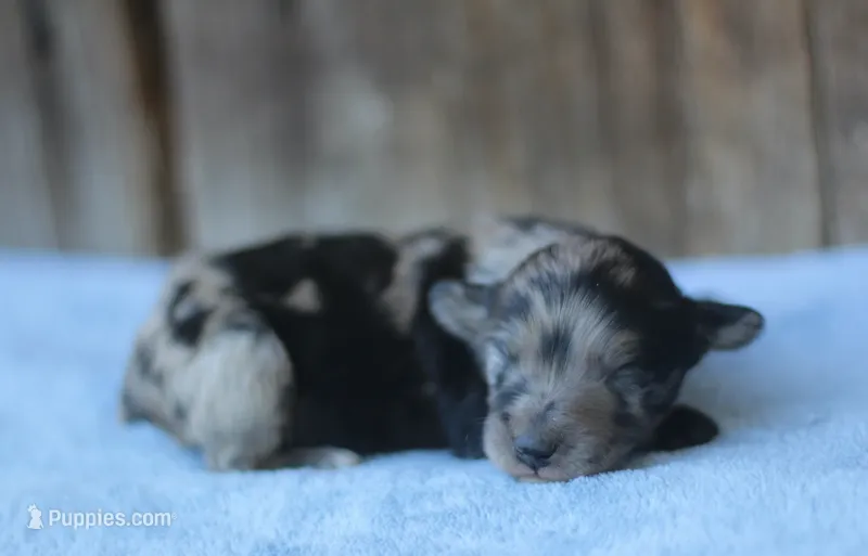 Dane – Miniature Aussiedoodle puppy for sale in Weir, MS