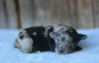 Dane, a male Miniature Aussiedoodle for sale in Weir, MS – 1 of 3