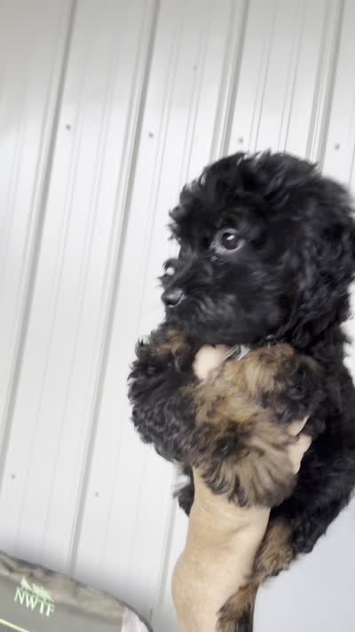 Kendall (toy), a male Miniature Aussiedoodle for sale in Weir, MS – 6 of 6
