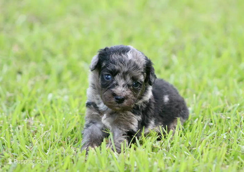 Aspen – Toy Australian Shepherd puppy for sale in Weir, MS
