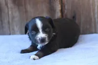 Elsa, a female Toy Australian Shepherd for sale in Weir, MS – Photo 2 of 3