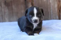 Elsa, a female Toy Australian Shepherd for sale in Weir, MS – Photo 1 of 3