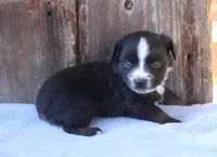 Elsa, a female Toy Australian Shepherd for sale in Weir, MS – Photo 3 of 3