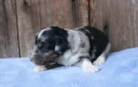 Jordi, a male Miniature Aussiedoodle for sale in Weir, MS – 3 of 4