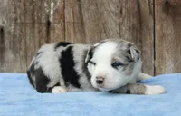 Adam, a male Miniature Australian Shepherd for sale in Weir, MS – 2 of 3
