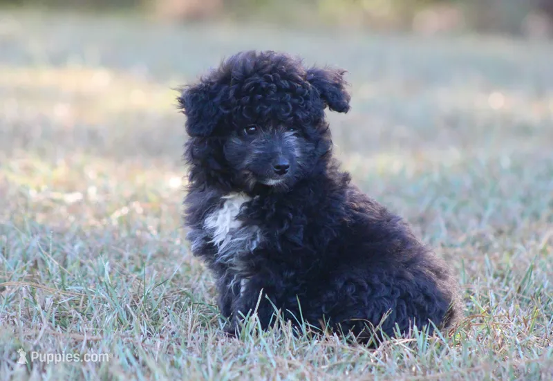 Elton (toy) – Miniature Aussiedoodle puppy for sale in Weir, MS