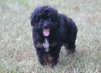 Kendall (toy), a male Miniature Aussiedoodle for sale in Weir, MS – 5 of 6