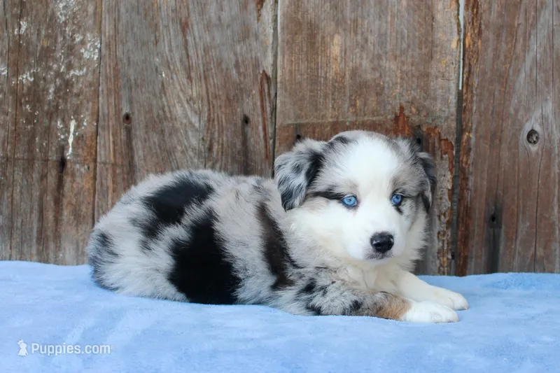 Adam – Miniature Australian Shepherd puppy for sale in Weir, MS
