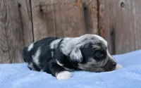 Jaxson, a male Miniature Aussiedoodle for sale in Weir, MS – 4 of 4