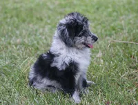 Chrissy (Toy), a female Miniature Aussiedoodle for sale in Weir, MS – 3 of 5