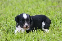 Andi , a male Toy Australian Shepherd for sale in Weir, MS – 2 of 2