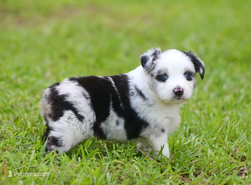 Ace – Miniature Australian Shepherd puppy for sale in Weir, MS