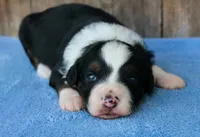 Kyle, a male Miniature Aussiedoodle for sale in Weir, MS – 3 of 3