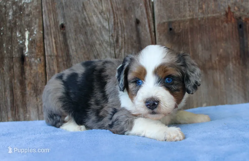 Kami – Miniature Aussiedoodle puppy for sale in Weir, MS