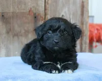 Ethan (toy), a male Miniature Aussiedoodle for sale in Weir, MS – 2 of 4