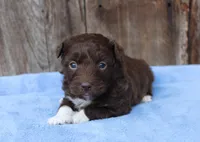 Susy (toy), a female Miniature Aussiedoodle for sale in Weir, MS – Photo 2 of 3