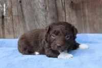 Susy (toy), a female Miniature Aussiedoodle for sale in Weir, MS – Photo 3 of 3