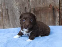 Susy (toy), a female Miniature Aussiedoodle for sale in Weir, MS – Photo 1 of 3