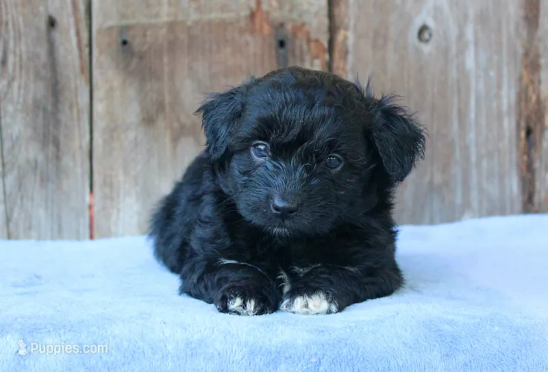 Ethan (toy) – Miniature Aussiedoodle puppy for sale in Weir, MS