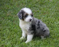 Kaci, a female Miniature Aussiedoodle for sale in Weir, MS – 3 of 6