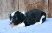 Andi (BET), a male Toy Australian Shepherd for sale in Weir, MS – 3 of 4