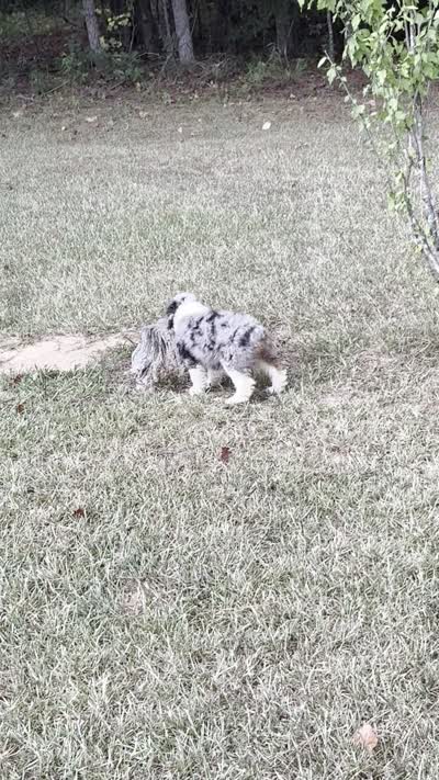 Kaci, a female Miniature Aussiedoodle for sale in Weir, MS – 6 of 6
