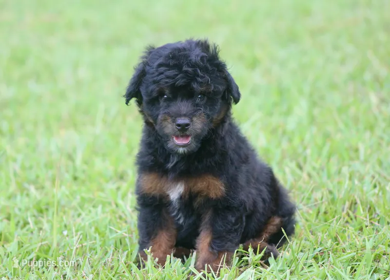 Colt (Toy) – Miniature Aussiedoodle puppy for sale in Weir, MS