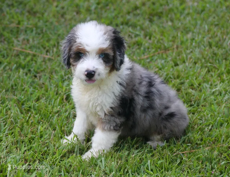 Kaci – Miniature Aussiedoodle puppy for sale in Weir, MS