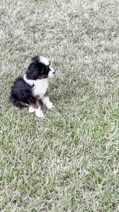 Kyle, a male Miniature Aussiedoodle for sale in Weir, MS – 6 of 6