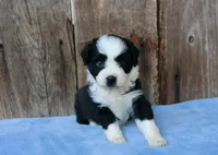 Kelton (toy), a male Miniature Aussiedoodle for sale in Weir, MS – 2 of 3