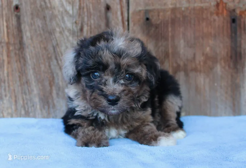 Aspen – Toy Australian Shepherd puppy for sale in Weir, MS