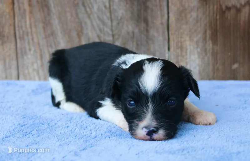 Andi (BET) – Toy Australian Shepherd puppy for sale in Weir, MS