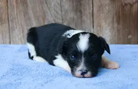 Andi (BET), a male Toy Australian Shepherd for sale in Weir, MS – 1 of 4