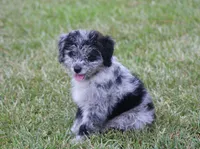 Chrissy (Toy), a female Miniature Aussiedoodle for sale in Weir, MS – 5 of 9