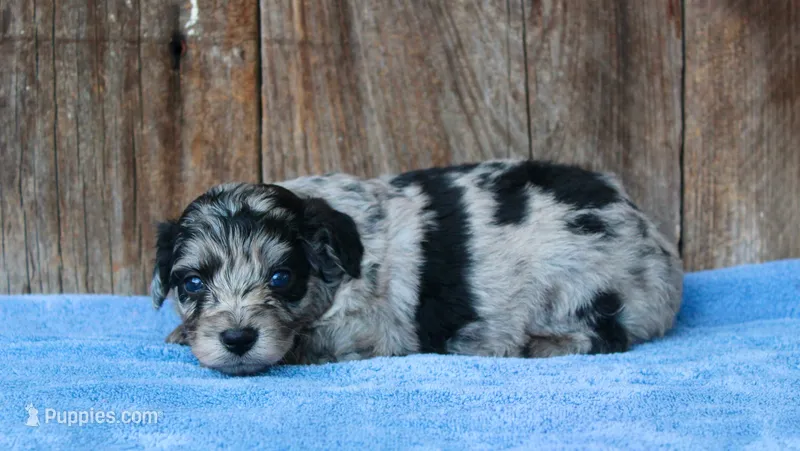 Chrissy (Toy) – Miniature Aussiedoodle puppy for sale in Weir, MS