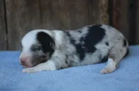 Dalton, a male Miniature Aussiedoodle for sale in Weir, MS – 2 of 3
