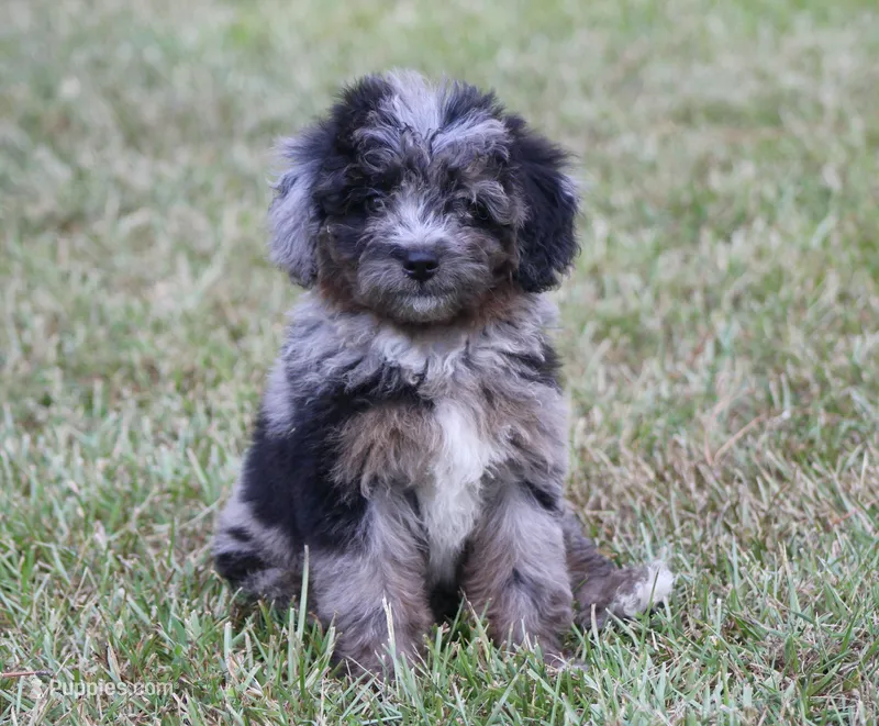 Aspen (toy) – Miniature Aussiedoodle puppy for sale in Weir, MS