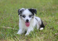 Ace, a male Toy Australian Shepherd for sale in Weir, MS – 1 of 3