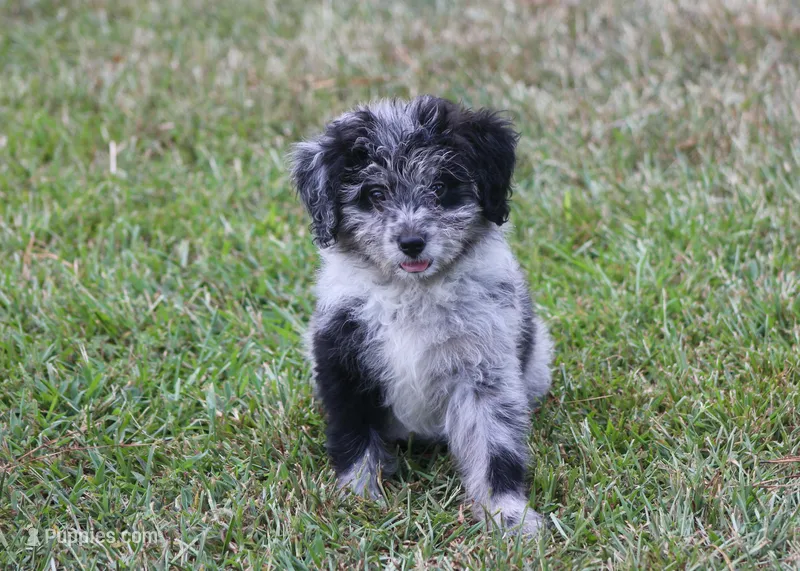 Chrissy (Toy) – Miniature Aussiedoodle puppy for sale in Weir, MS